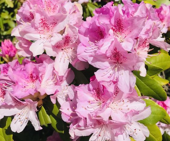 rododendrony rozkvetlé