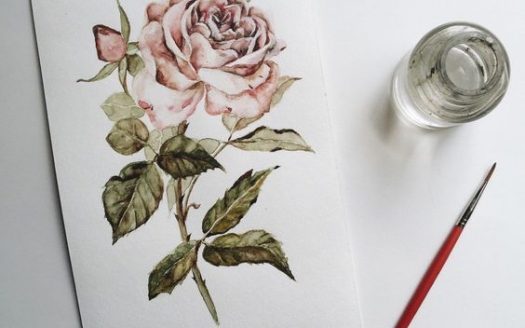 botanický akvarel, malování růže bývá obtížné
