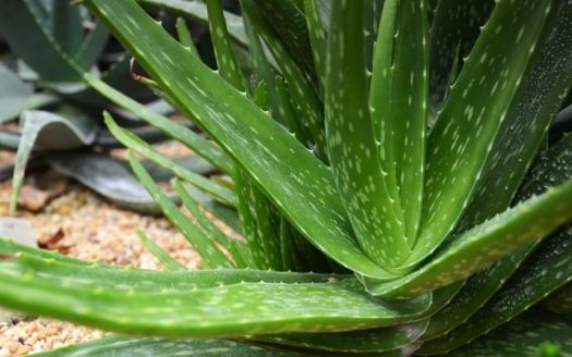 aloe