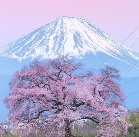 sakura je oblíbená hlavně v Japonsku