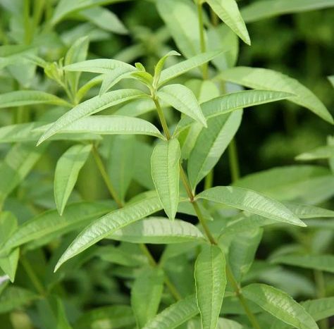 citronová verbena se hodí i ke studené vodě