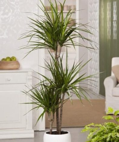 dracena se hodí do každého interiéru