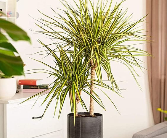 dracena margiata