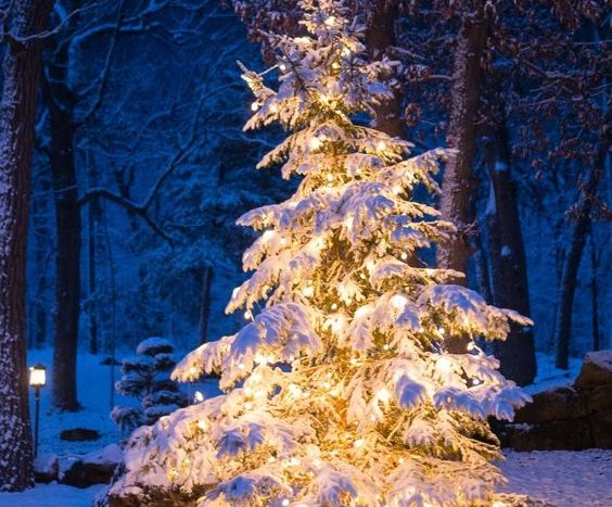 vánoční stromek a LED světla
