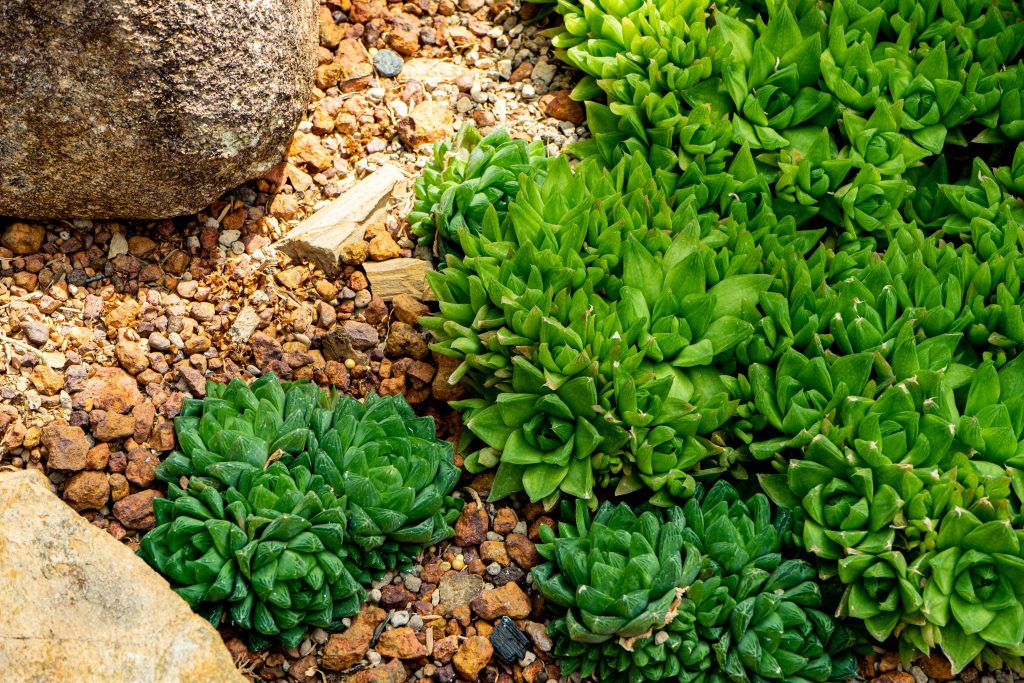 zelené rostliny ve skalce