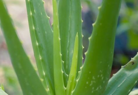 aloe vera