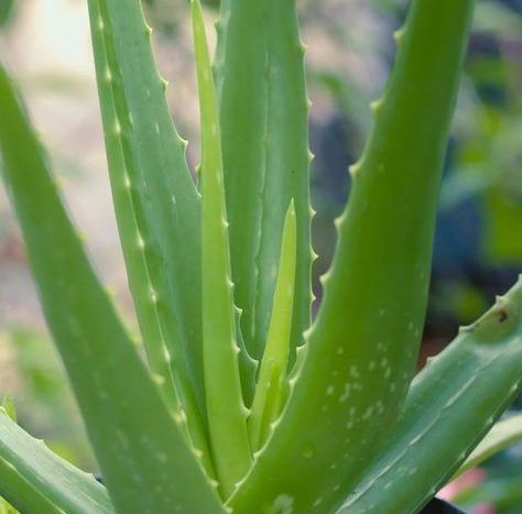 aloe vera