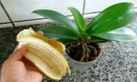 hnojivo z banánových slupek