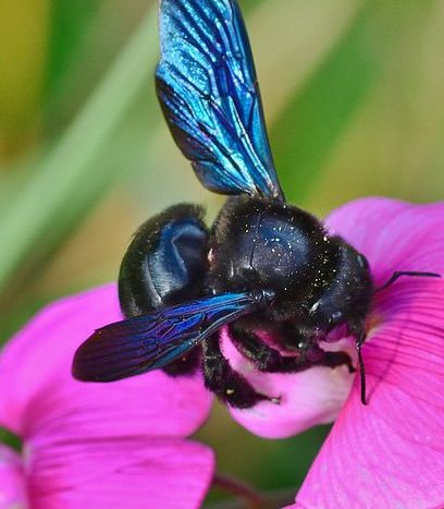 o černé včela a strachu