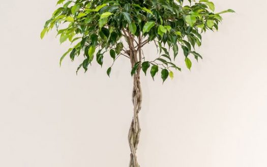 benjamina ficus