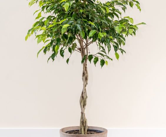 benjamina ficus