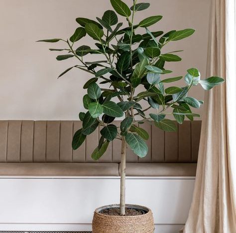 benjamina ficus a růst