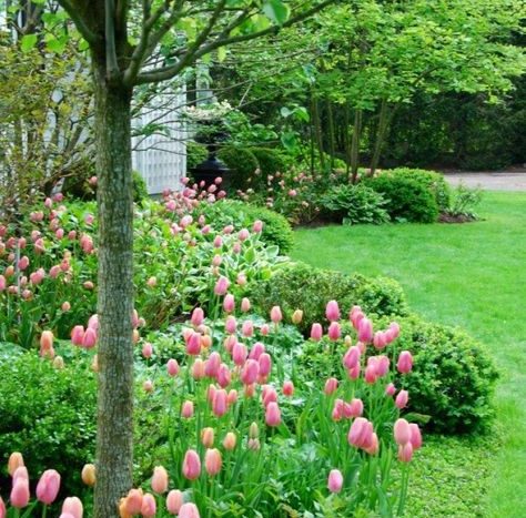 plná zahrada tulipánů