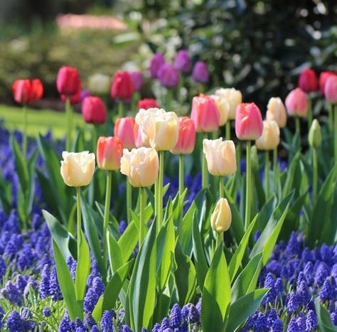 barevnost tulipánů